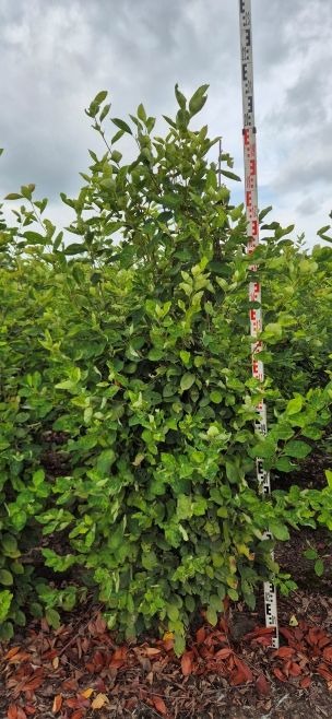 Image de Amelanchier lamarckii EXTRA ROOTBALL 150/175CM