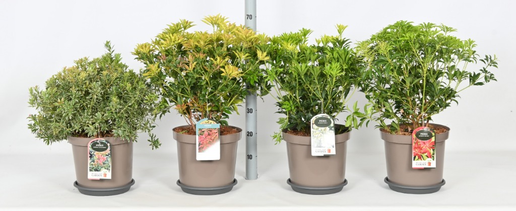 Picture of Trolley Deal 2024 Pieris japonica in varieties P29 (10 Ltr) F.O. (133)