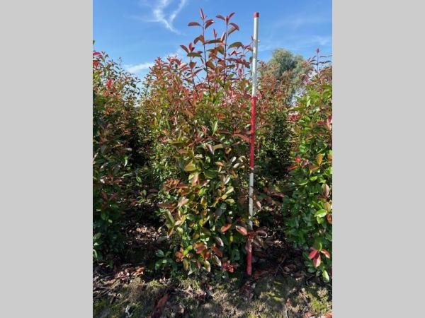 Picture of Photinia fr. Red Robin ROOTBALL 175/200CM