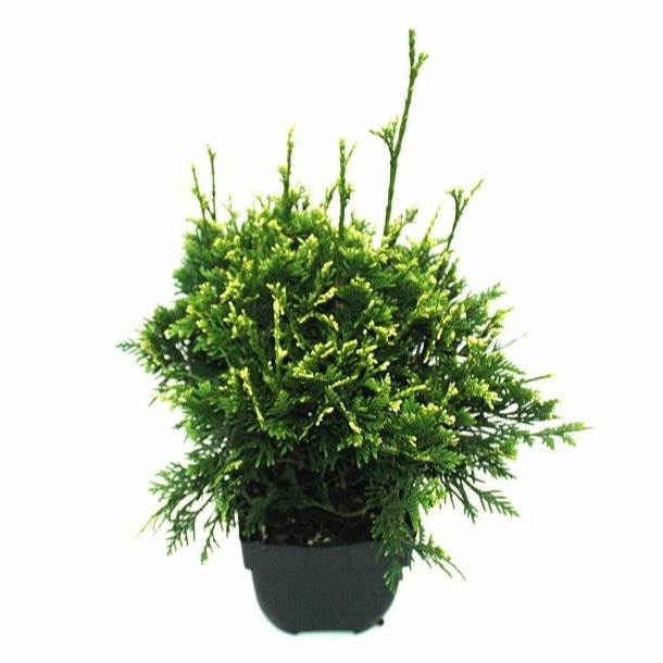 Picture of Thuja plic. Can-can P17 (2 Ltr)