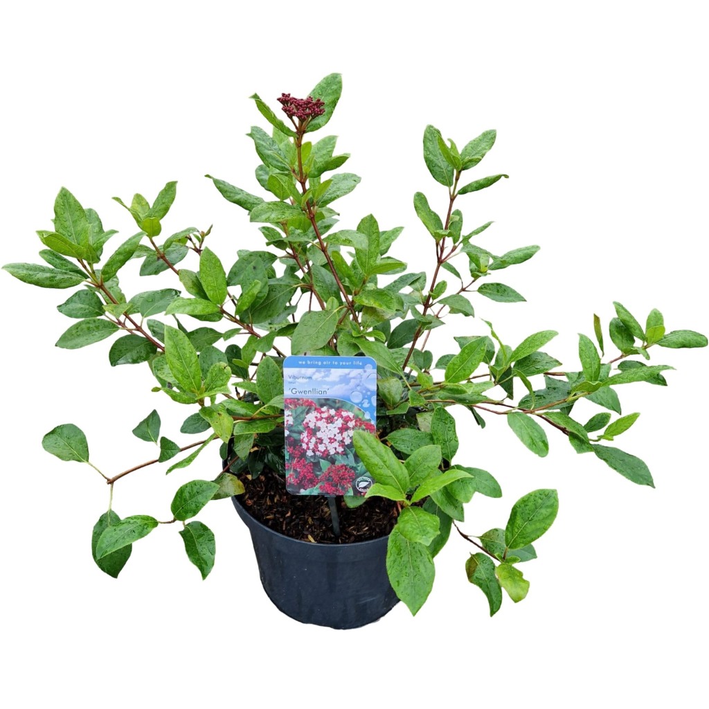 Picture of Viburnum tinus Gwenllian P26 (7.5 Ltr)