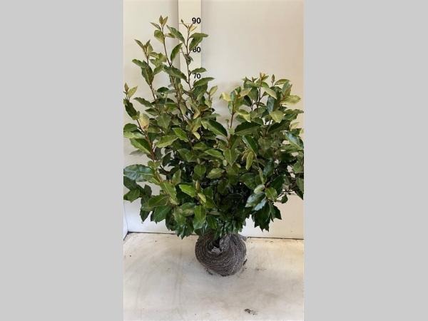 Picture of Elaeagnus ebbingei Compacta ROOTBALL 60/80CM