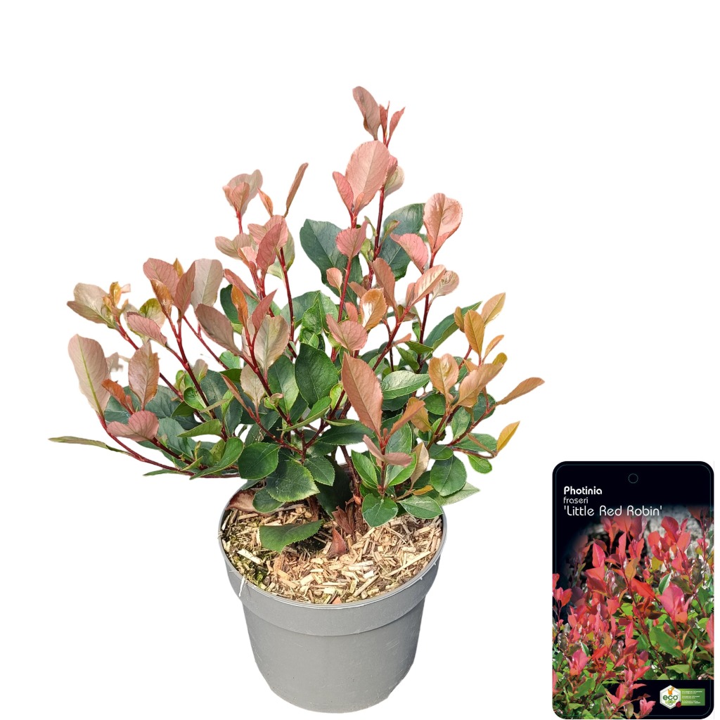 Picture of Photinia fras. Little Red Robin P17 (2 Ltr)