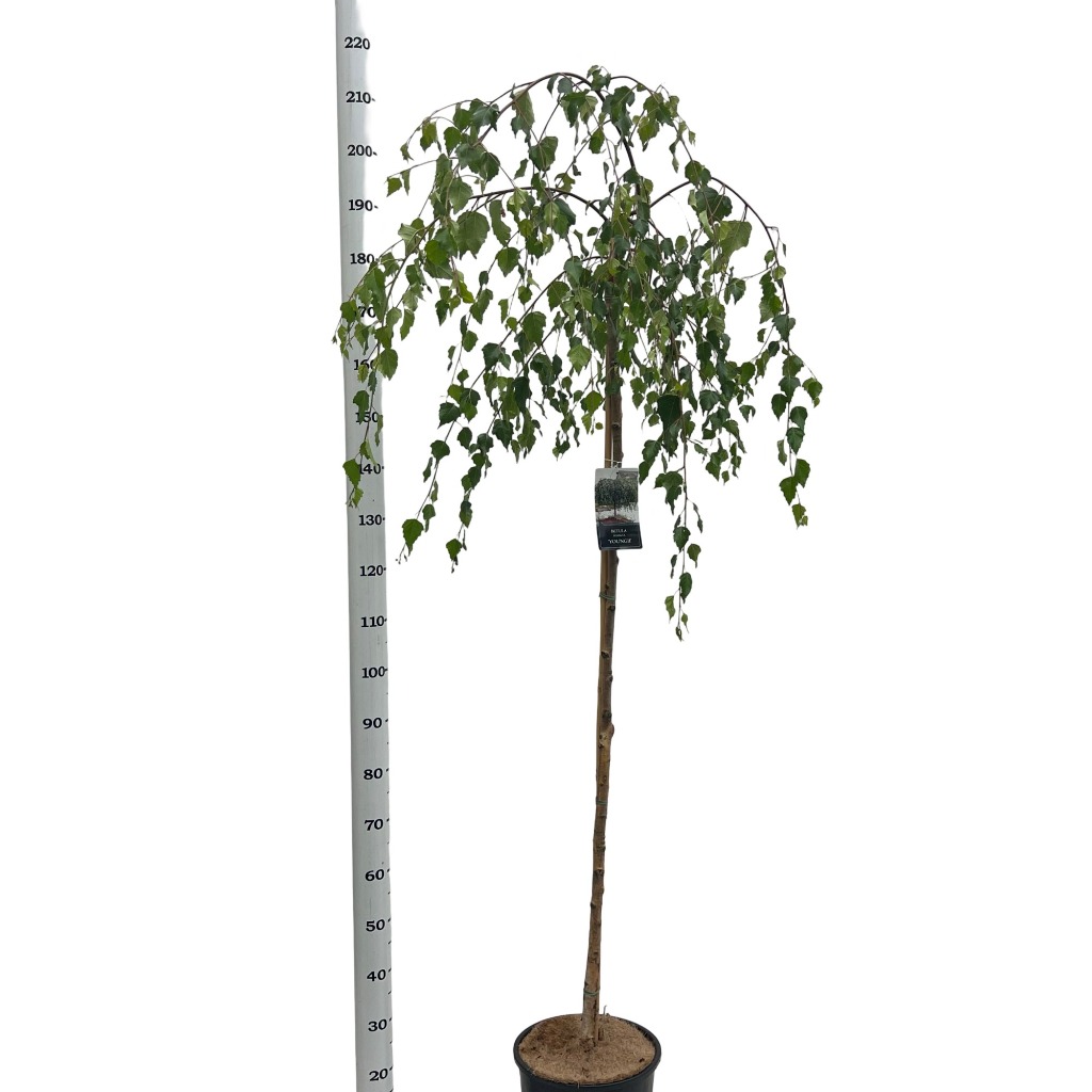 Picture of Betula pendula Youngii P31-(12-LTR) 150/STD