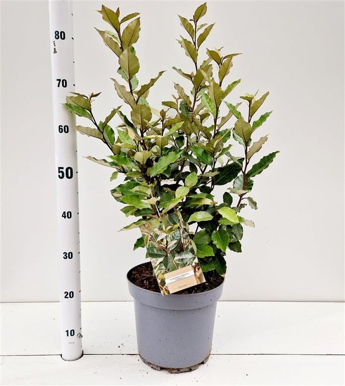 Picture of Elaeagnus ebbingei Compacta P26 (7.5 Ltr) 60/80CM