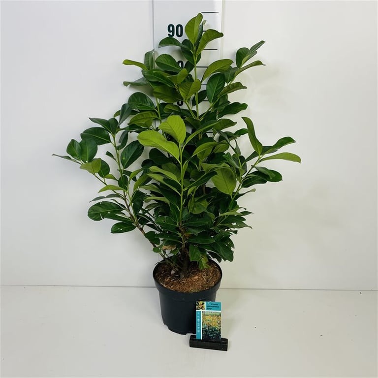 Picture of Prunus l. Etna P23 (5 Ltr) 50/60