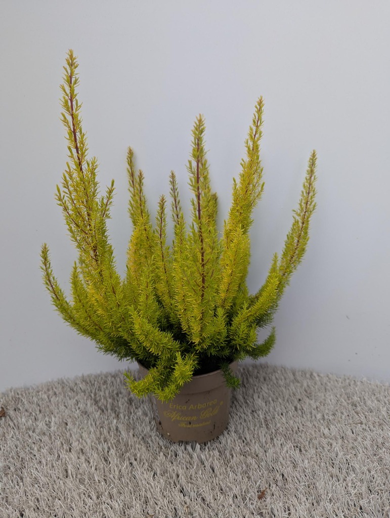 Picture of Erica Arborea African Gold P12 30-CM