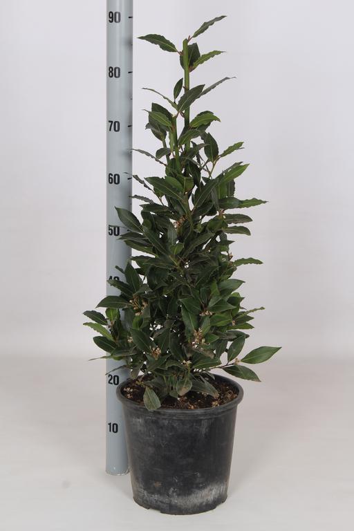 Picture of Laurus nobilis P20-(3.5-LTR) Pyramids 80/cm incl pot