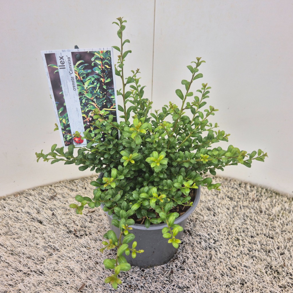 Ilex cr. Convexa