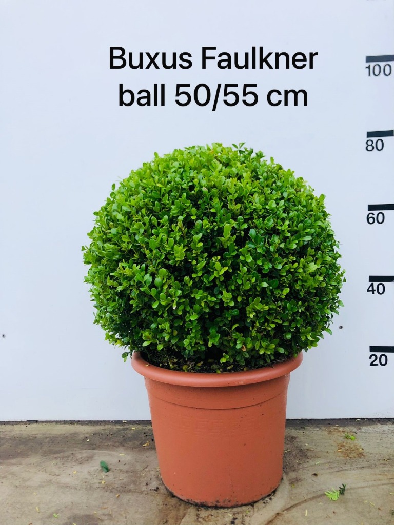 Picture of Buxus micr. Faulkner P36 (20 Ltr) BALL-50/55