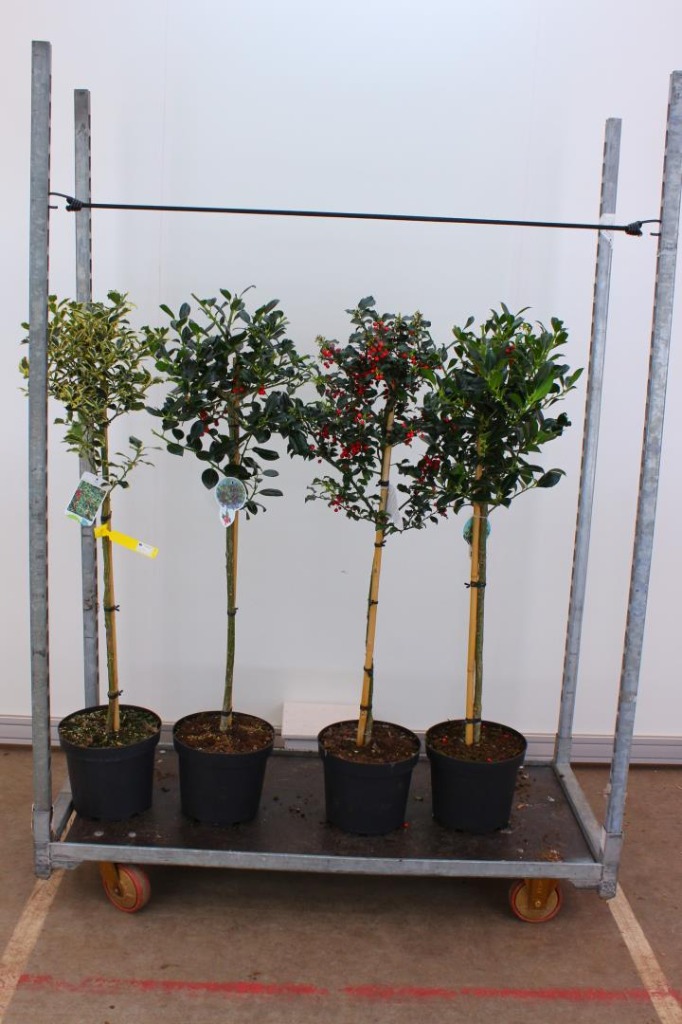 Ilex in varieties
