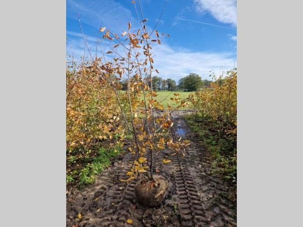 Picture of Amelanchier lamarckii ROOTBALL 150/175CM