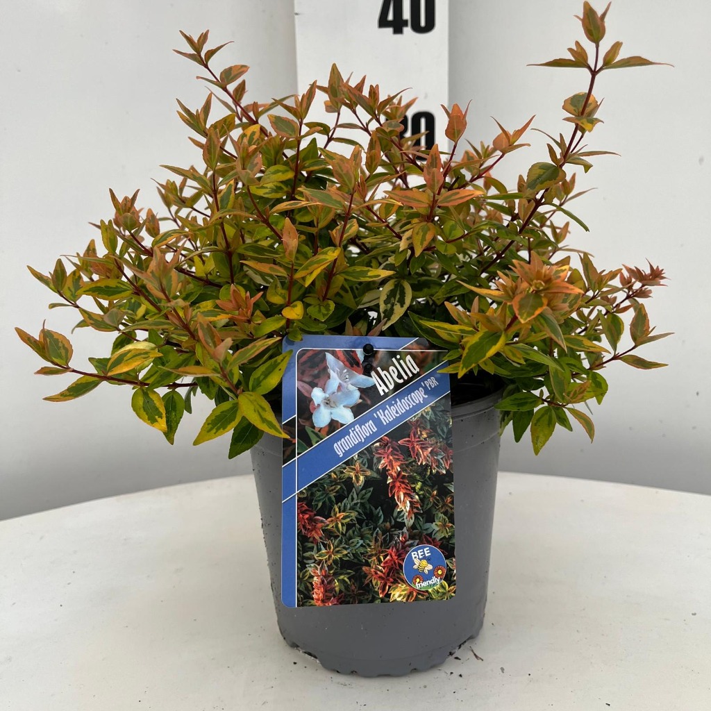 Billede af Abelia grand. Kaleidoscope P17 (2 Ltr)