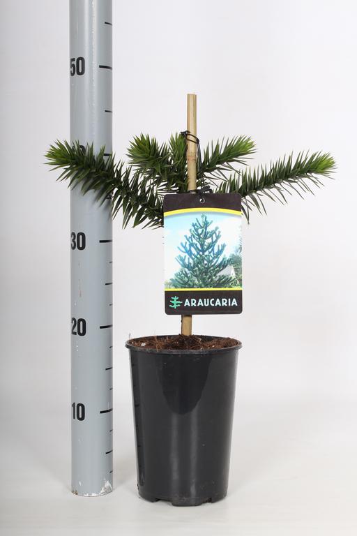 Obrázek Araucaria araucana P17 (2 Ltr) 20/25