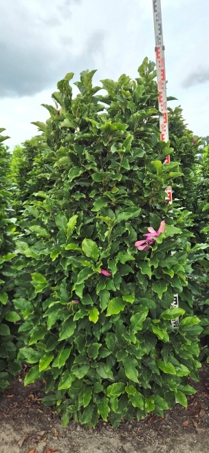 Image de Magnolia Susan EXTRA ROOTBALL 200/225cm