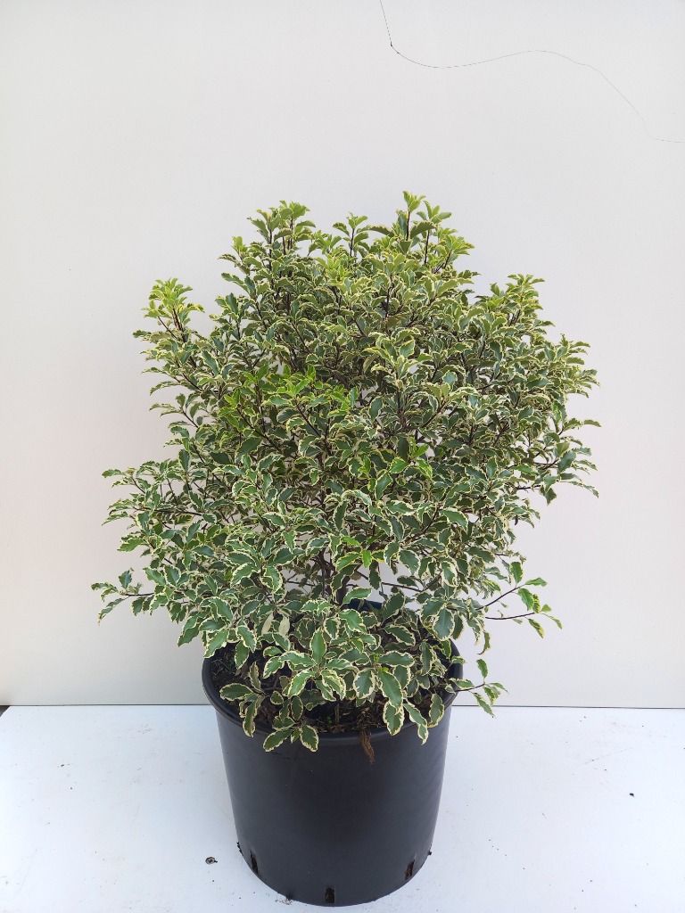 Picture of Pittosporum ten. Variegatum C20 50/60