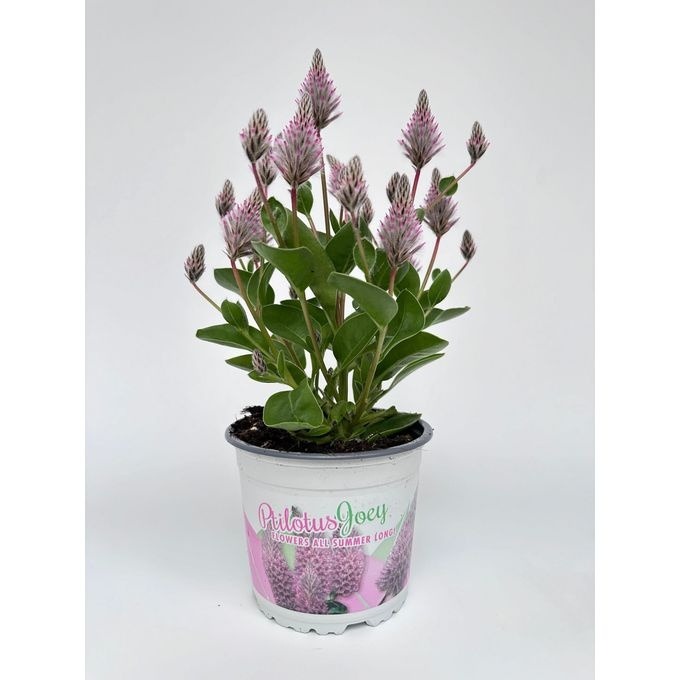 Bild von Ptilotus exaltatus Joey P13