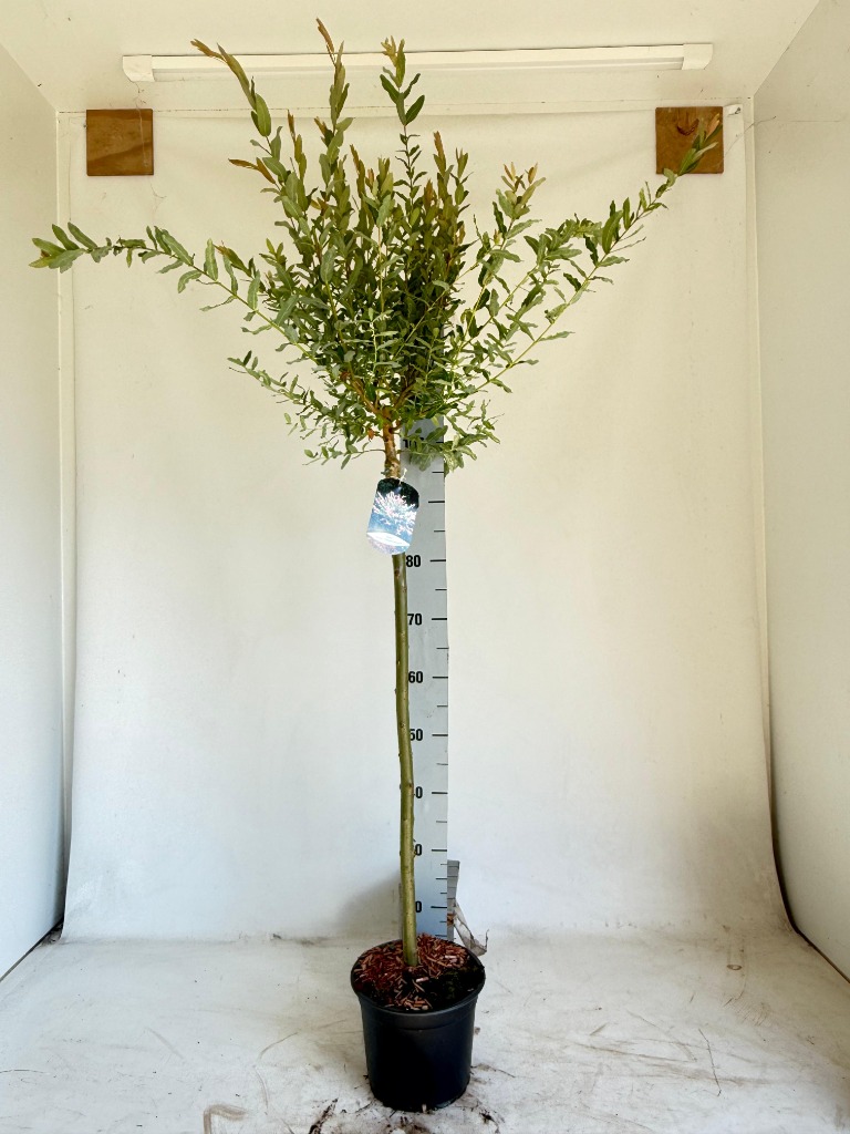 Picture of Salix integra Hakuro-nishiki P21 (4 Ltr) 80/STD