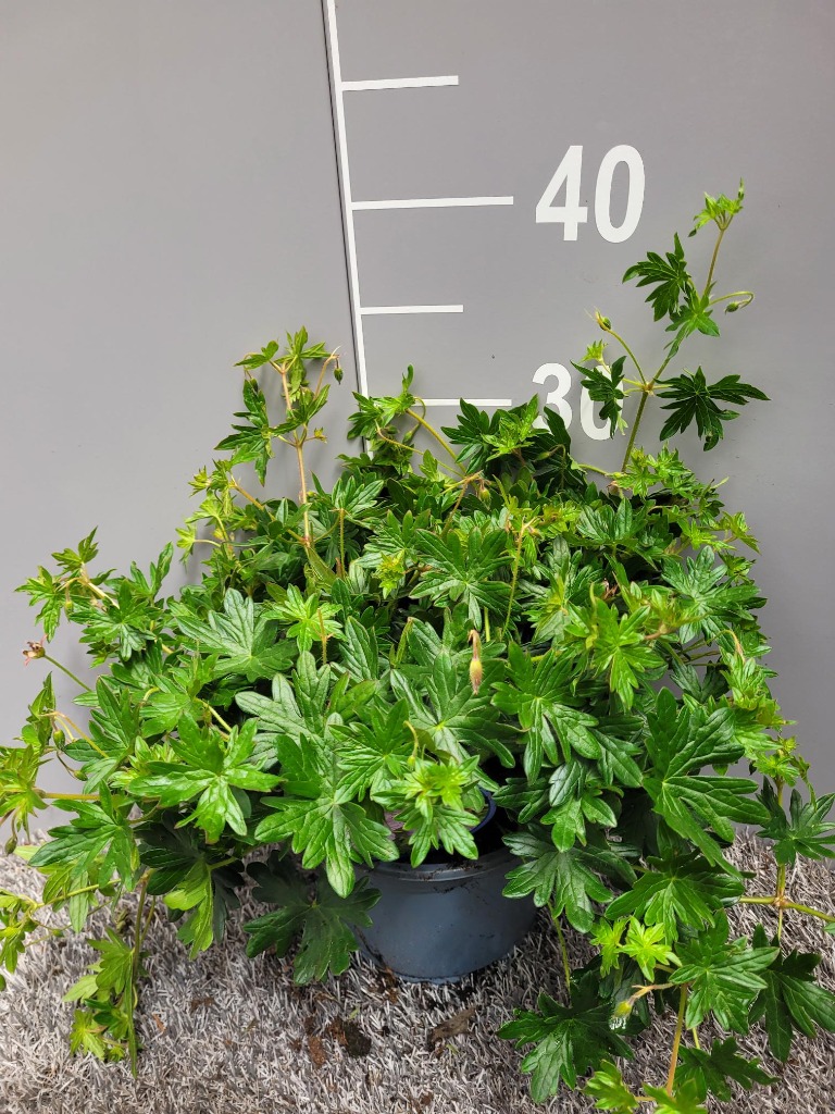 Picture of Geranium Blushing Turtle P17 (2 Ltr)