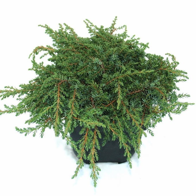 Picture of Juniperus com. Green Carpet P17 (2 Ltr)