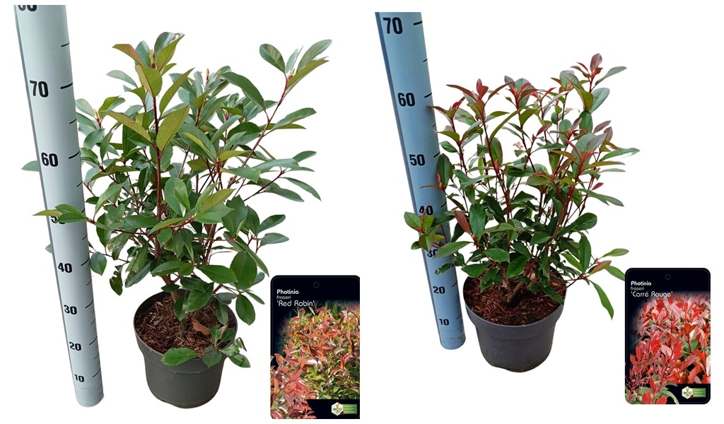 Picture of Trolley Deal 2024 Photinia fras. Red Robin/Carre Rouge P23 (5 Ltr) F.O. (126)