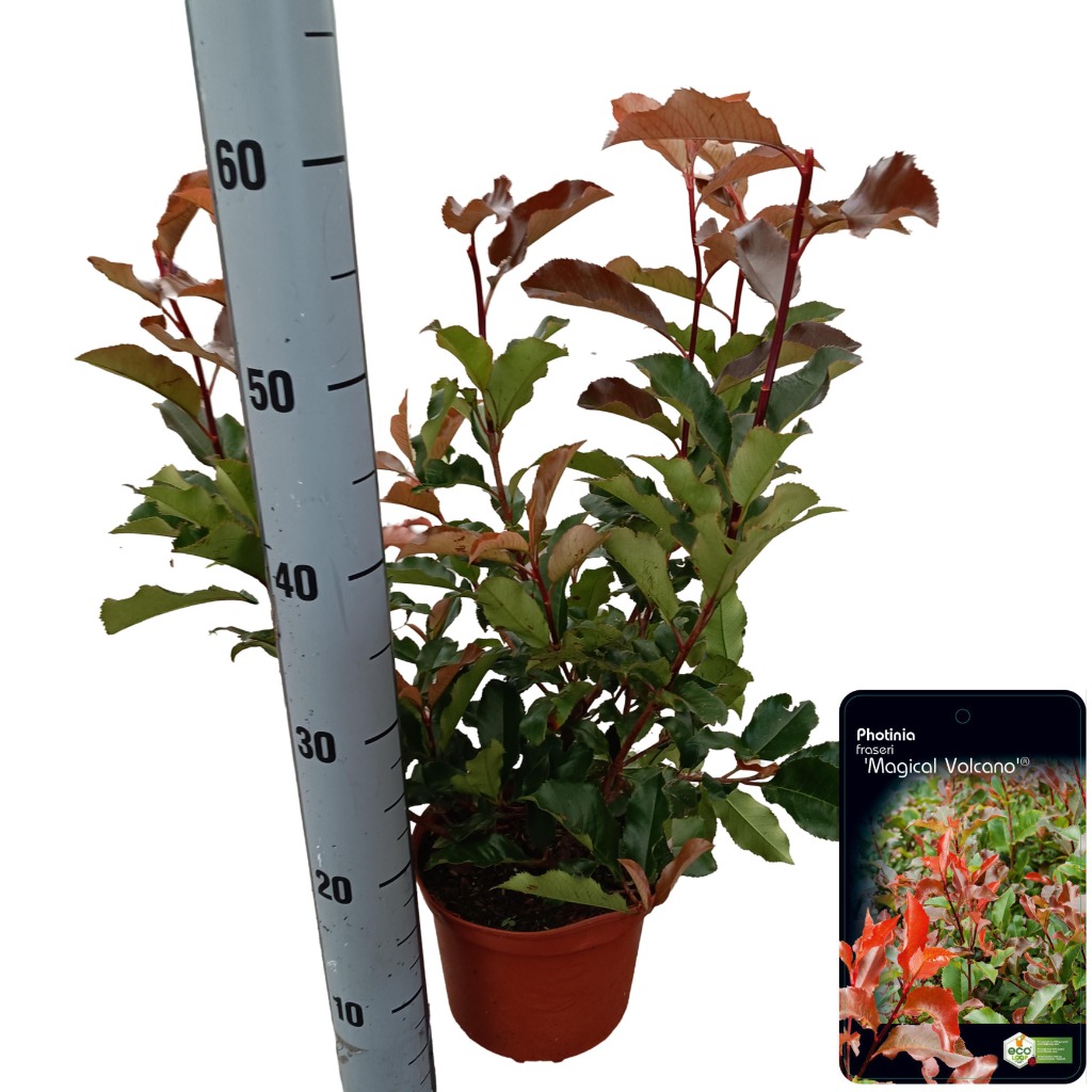 Picture of Photinia fras. Magical Vulcano P18 (2.5 Ltr)