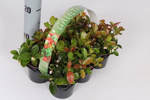 Picture of Gaultheria procumbens 6-PACKS