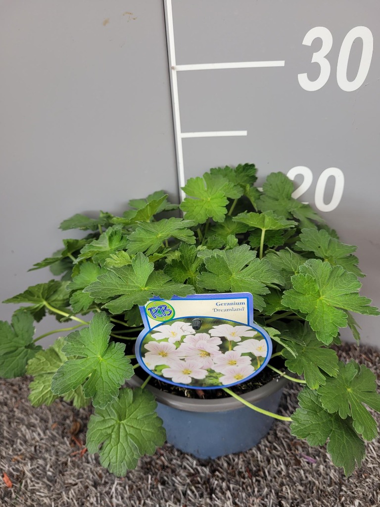 Picture of Geranium Dreamland P17 (2 Ltr)