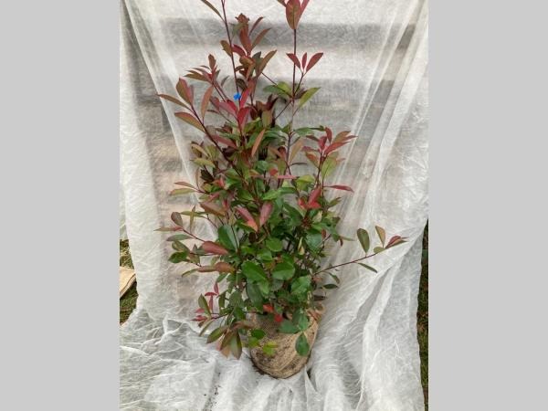 Picture of Photinia fr. Red Robin ROOTBALL 60/80CM