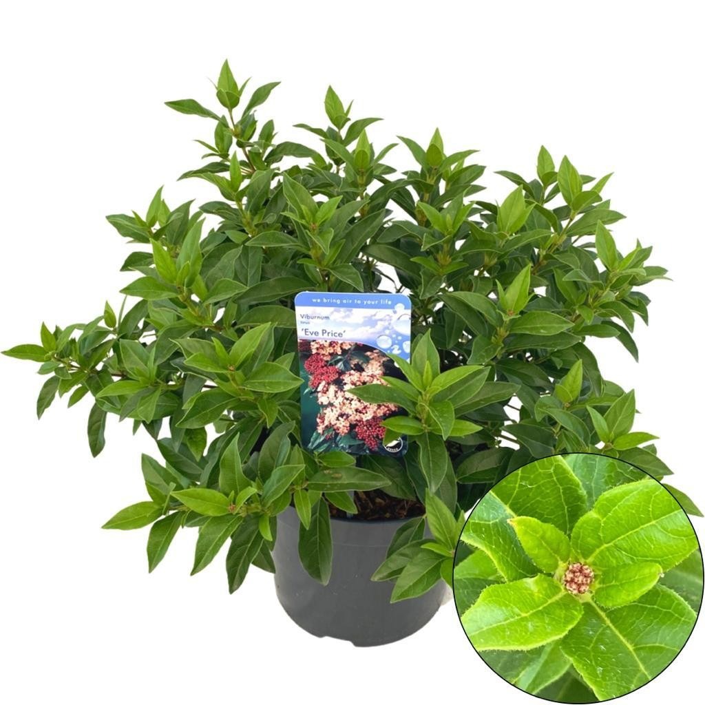 Picture of Viburnum tinus Eve Price P26 (7.5 Ltr)