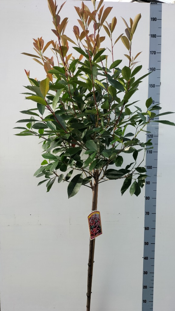 Picture of Photinia fras. Red Robin P32 (15 Ltr) 100/STD