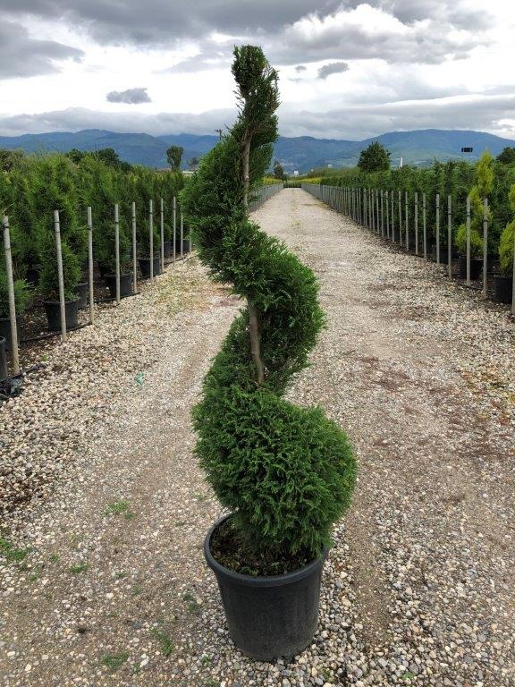 Picture of Cupressocyparis Leylandii C18 SPIRAL-110/130