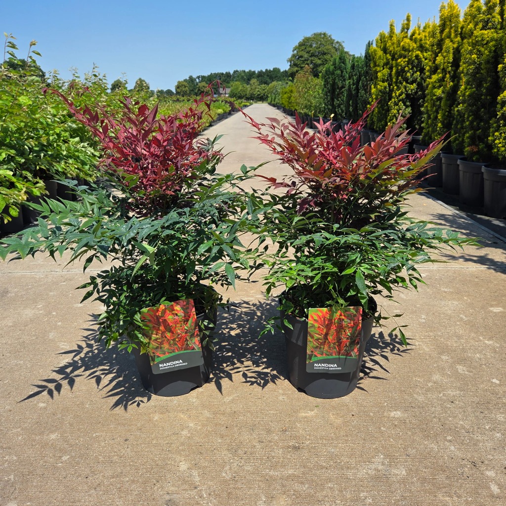 Nandina dom. Obsessed