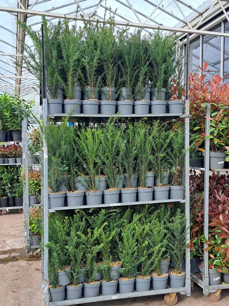 Taxus baccata