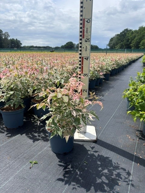 Acer neg. Flamingo