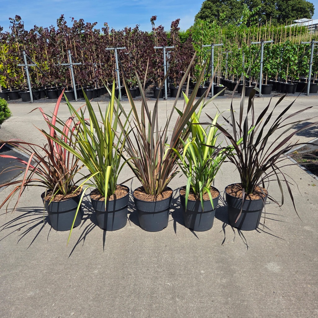 Phormium in 5 varieties