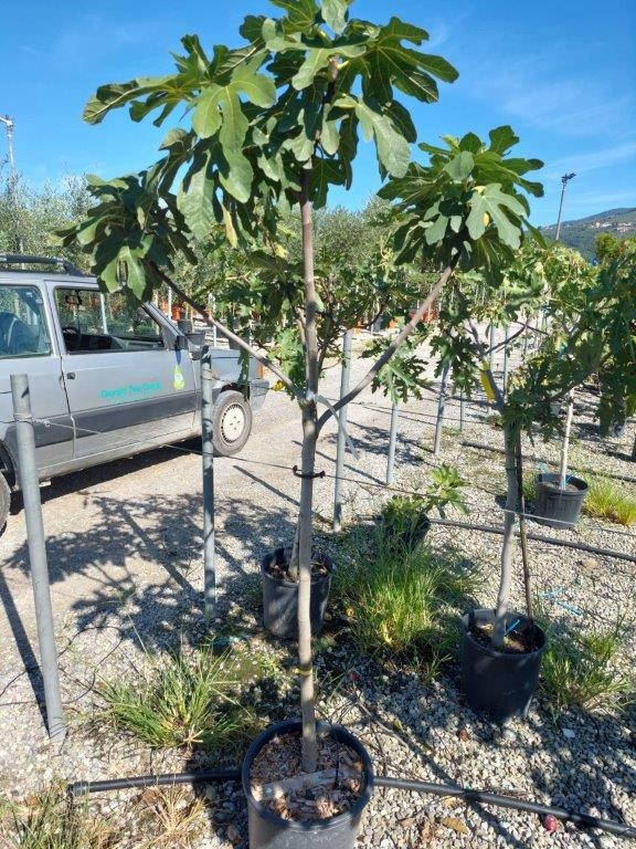 Picture of Ficus carica C18 1/2-STD