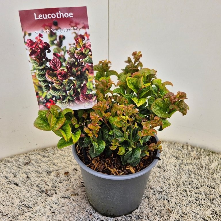 Leucothoe Curly Red