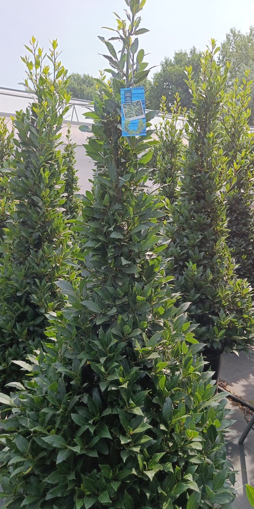 Laurus Nobilis