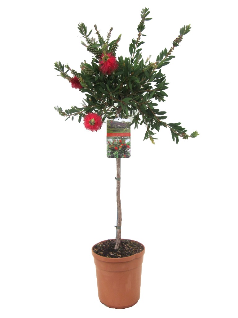 Picture of TD179 Bottlebrush/Callistemon in shapes and sizes WK16 SC25