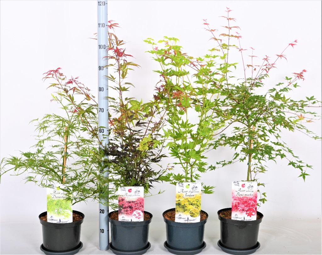 Picture of Acer palmatum in varieties P23 (5 Ltr) 40/50 (LOOSE)