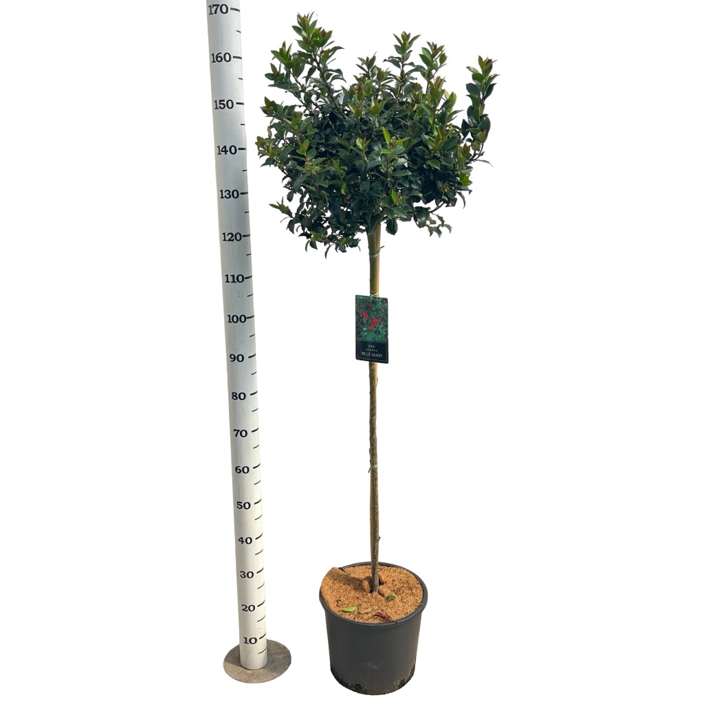 Ilex mes. Blue Maid