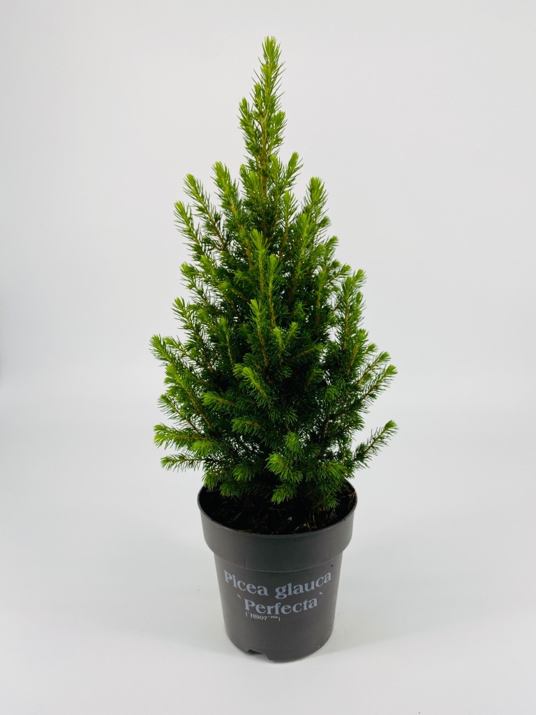 Picture of Picea Glauca Perfecta P15