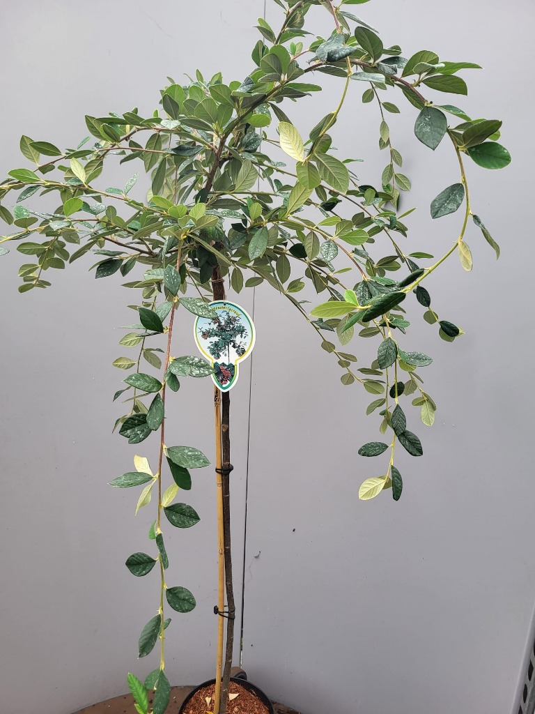 Cotoneaster lacteus