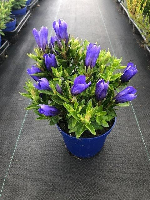 Picture of Gentiana scabra Bella Blue P11 20-CM