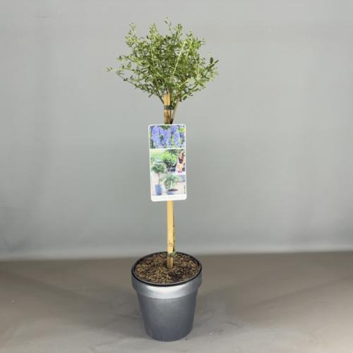 Picture of Ceanothus Concha P19 (3 Ltr) 50/STD