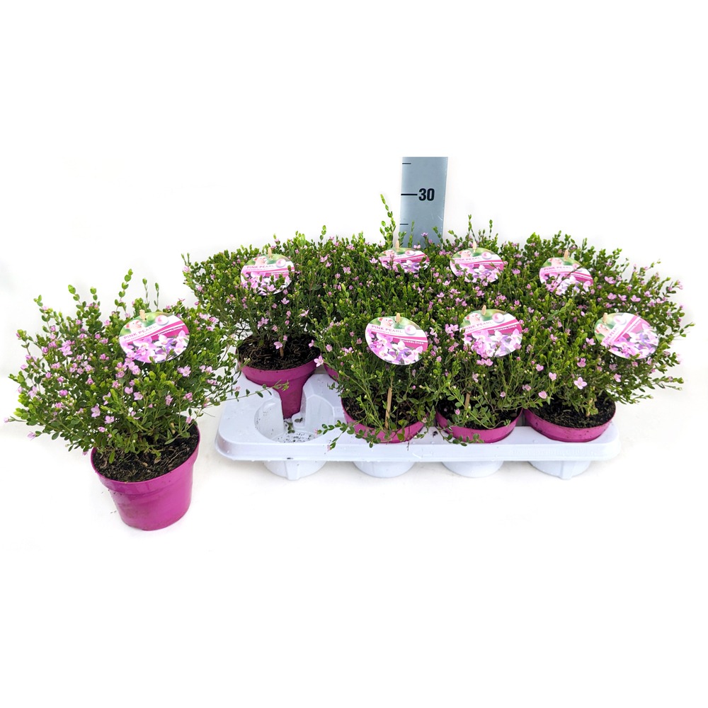 Obrazek Boronia crenulata Pink Pearl P13