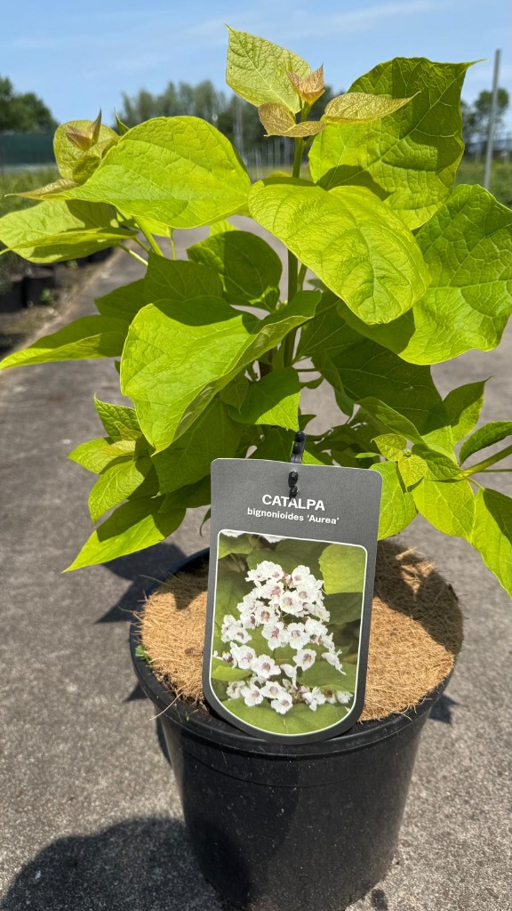 Catalpa big. 'Aurea