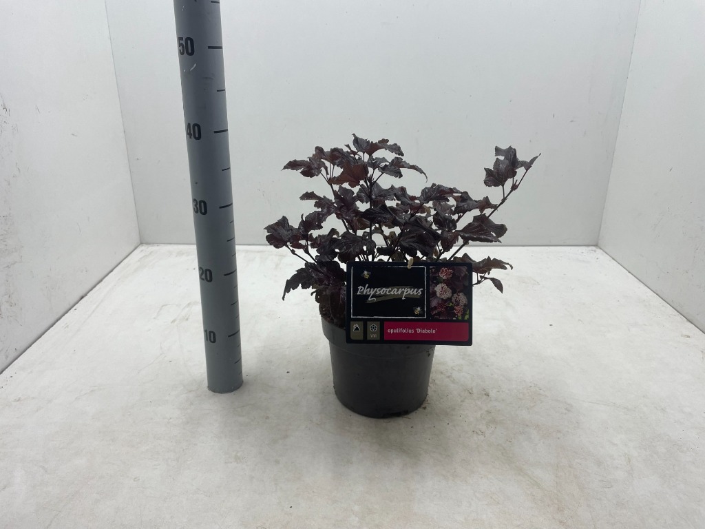 Picture of Physocarpus op. Diabolo P19 (3 Ltr)