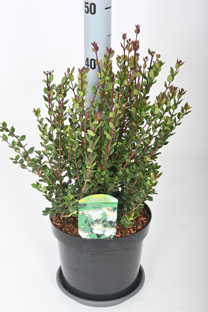 Picture of Myrtus communis P19 (3 Ltr)